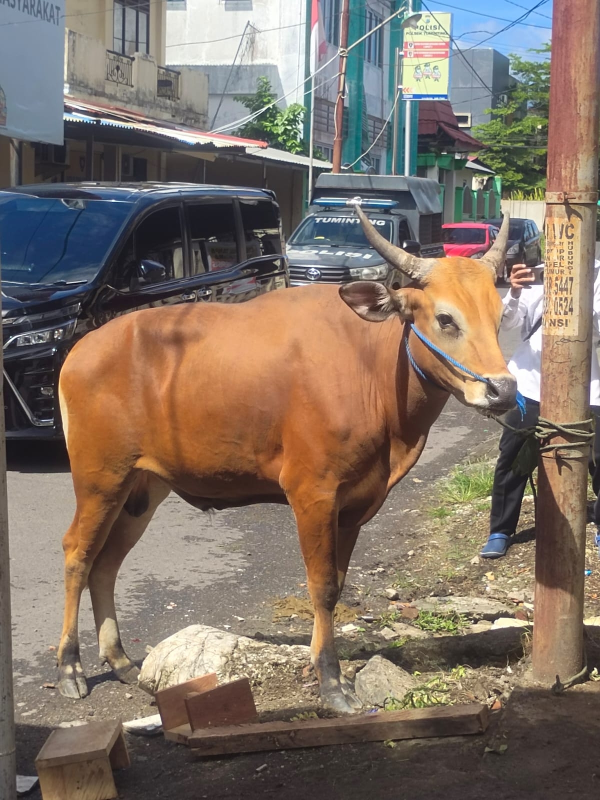 Qurban  Idul Adha di Sulut Mencapai Rp 68.219.000.000